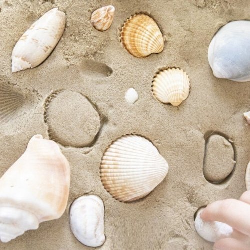 Bucket of Sea Shells, Bucket of Sea Shells,Imaginative play resources,sensory resources,sensory play resources,sensory toy resources, Bucket of Sea Shells,Introducing our fantastic Bucket of Sea Shells! Packed with a variety of beautiful sea shells, this product is a must-have for any beach lover or nature enthusiast. With its handy storage solution, the sea shells can be conveniently put away after play time, ensuring a clean and organized space.But why stop there? Take,Bucket of Sea ShellsIntroducing our 