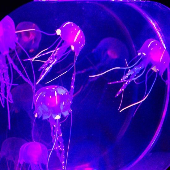 Neon Jellyfish Oval Tank Mood Light, Jelly Fish Tank Mood Light Lamp,Jellyfish tank,novelty jellyfish tank,artificial jellyfish tank,sensory jellyfish ank,special needs jellyfish tank, Neon Jellyfish Oval Tank Mood Light,The Neon Jellyfish Oval Tank Mood Light is an opportunity to enjoy the aesthetics and the tranquillity that an aquarium brings to the home, without the mess and the fuss of caring for living animals. No feeding or cleaning needed! These Jellyfish look afterThe Neon Jellyfish Oval Tank Mood 